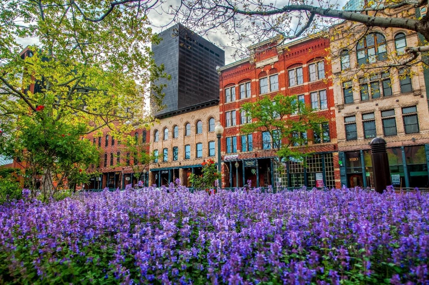 Purple flowers in Denver's Hale neighborhood.