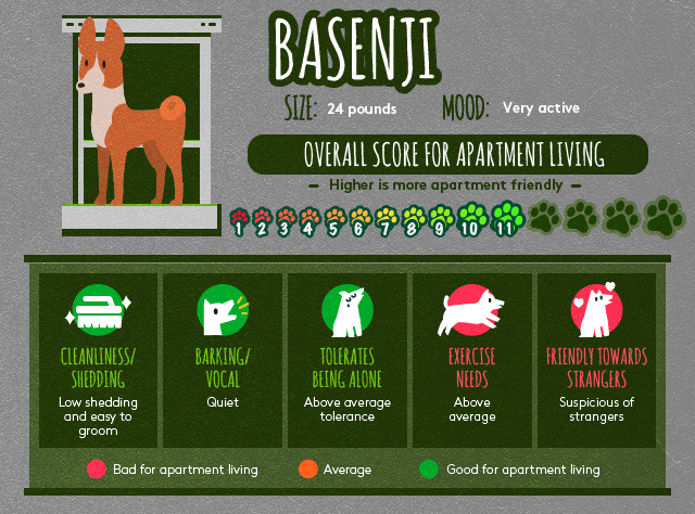 Basenji info about apartment living.