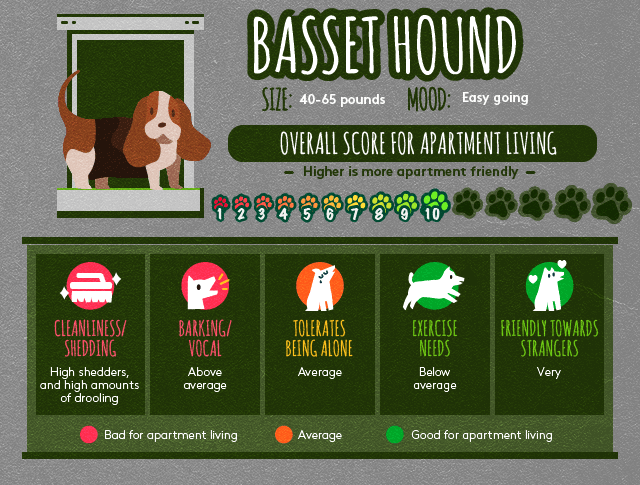 Basset hound info about apartment living.