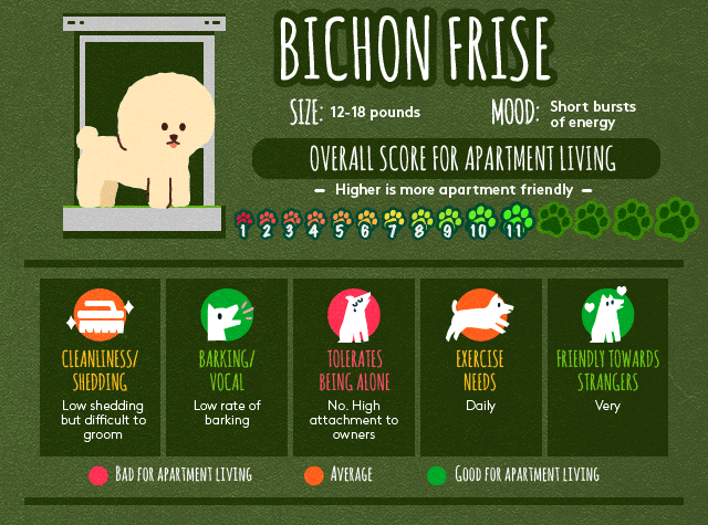 Bichon frise info about apartment living.