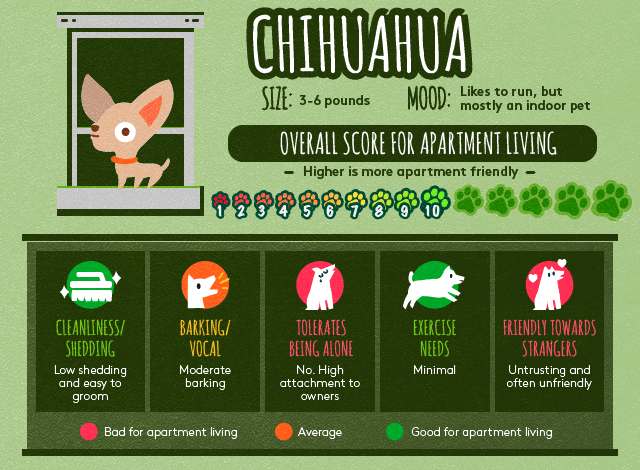 Chihuahua info about apartment living.