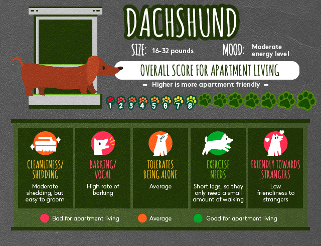 Dachshund info about apartment living.