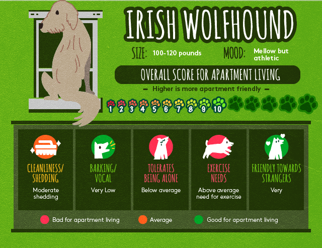 Irish wolfhound info about apartment living.