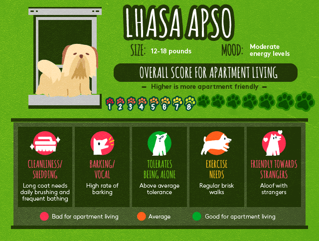 Lhasa apso info about apartment living.