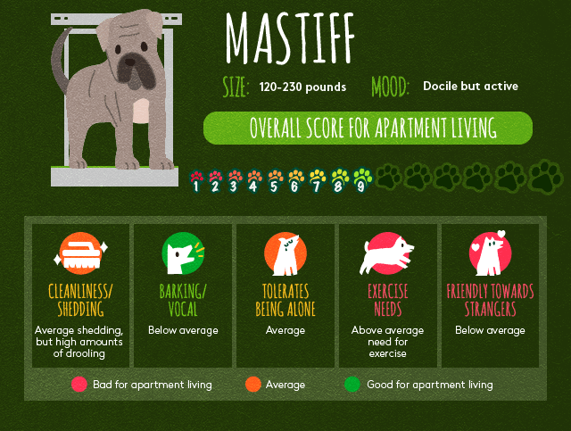 Mastiff info about apartment living.