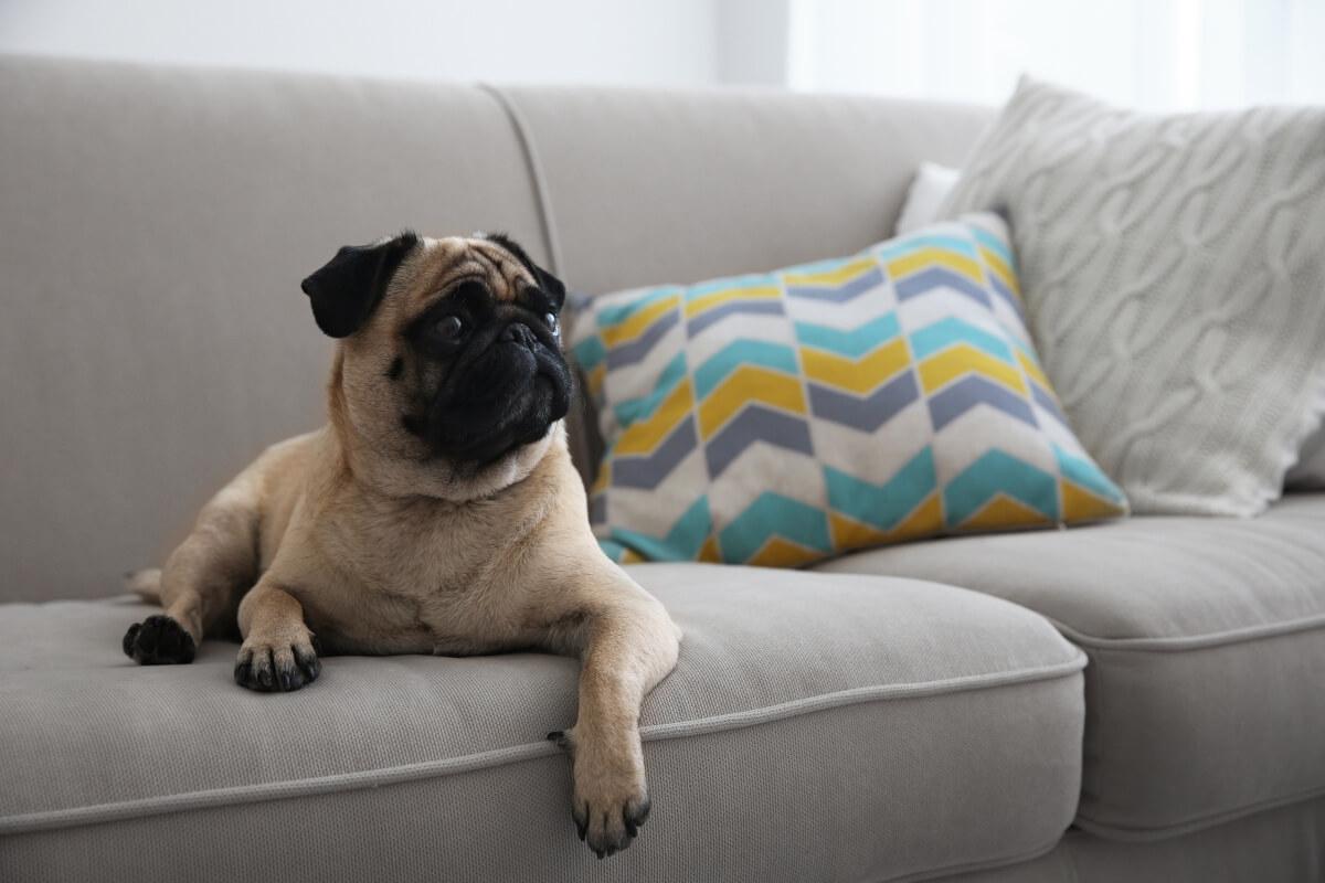 Pug sitting on couch.