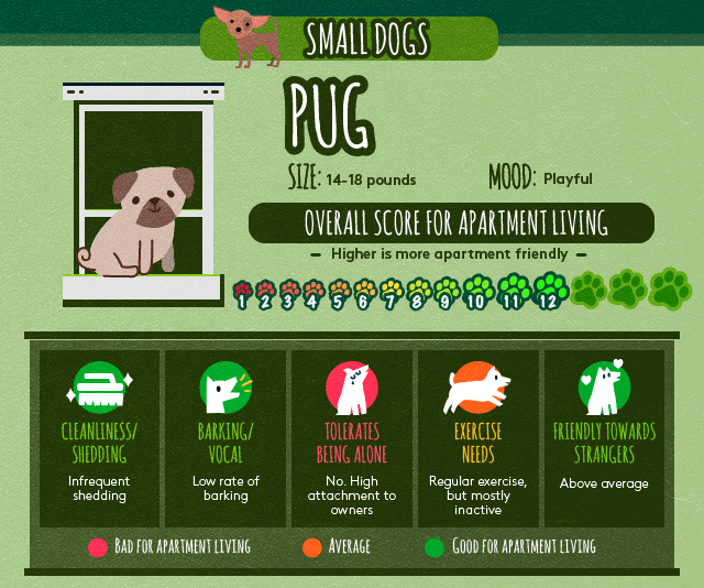 Pugs and apartment living