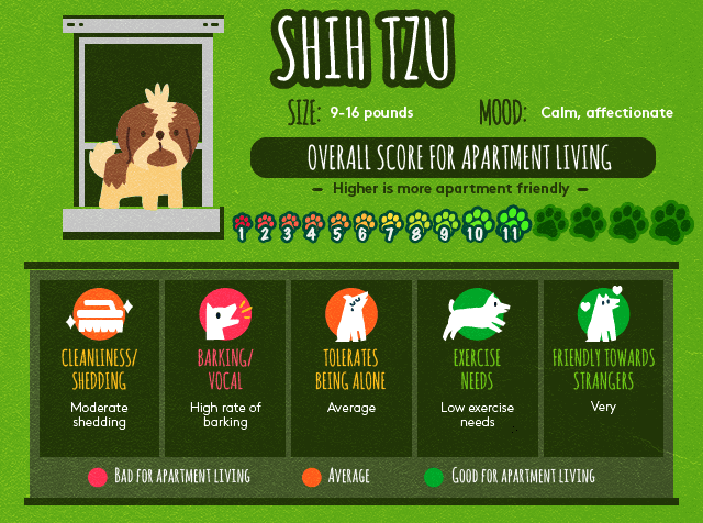 Shih tzu information about apartment living