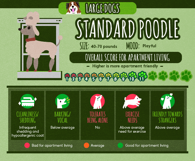 Standard poodle info about apartment living.