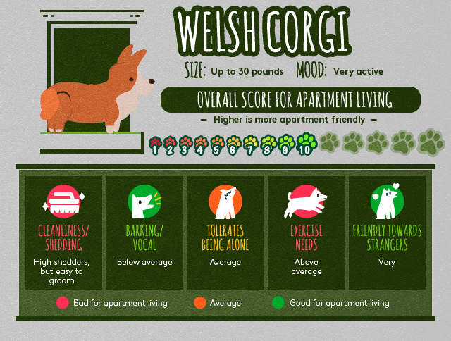 Welsh corgi info about apartment living.