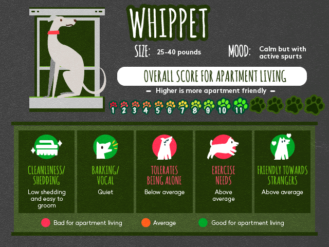 Whippet info about apartment living.