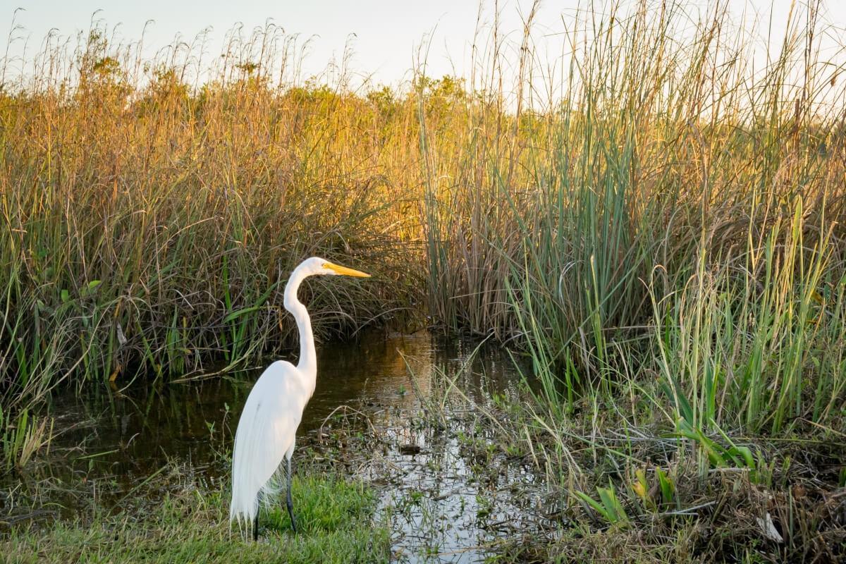 A white ibis at Everglades National Park.