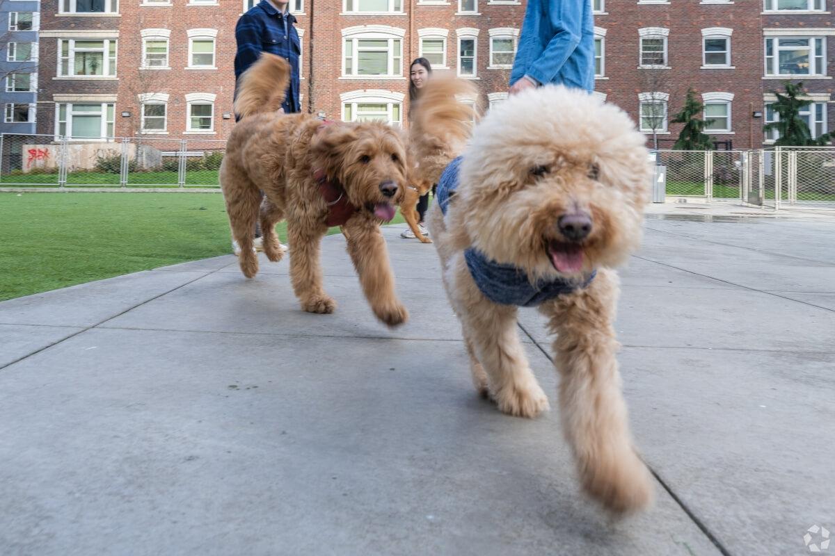 Dogs run through the Denny Park Dog Park.