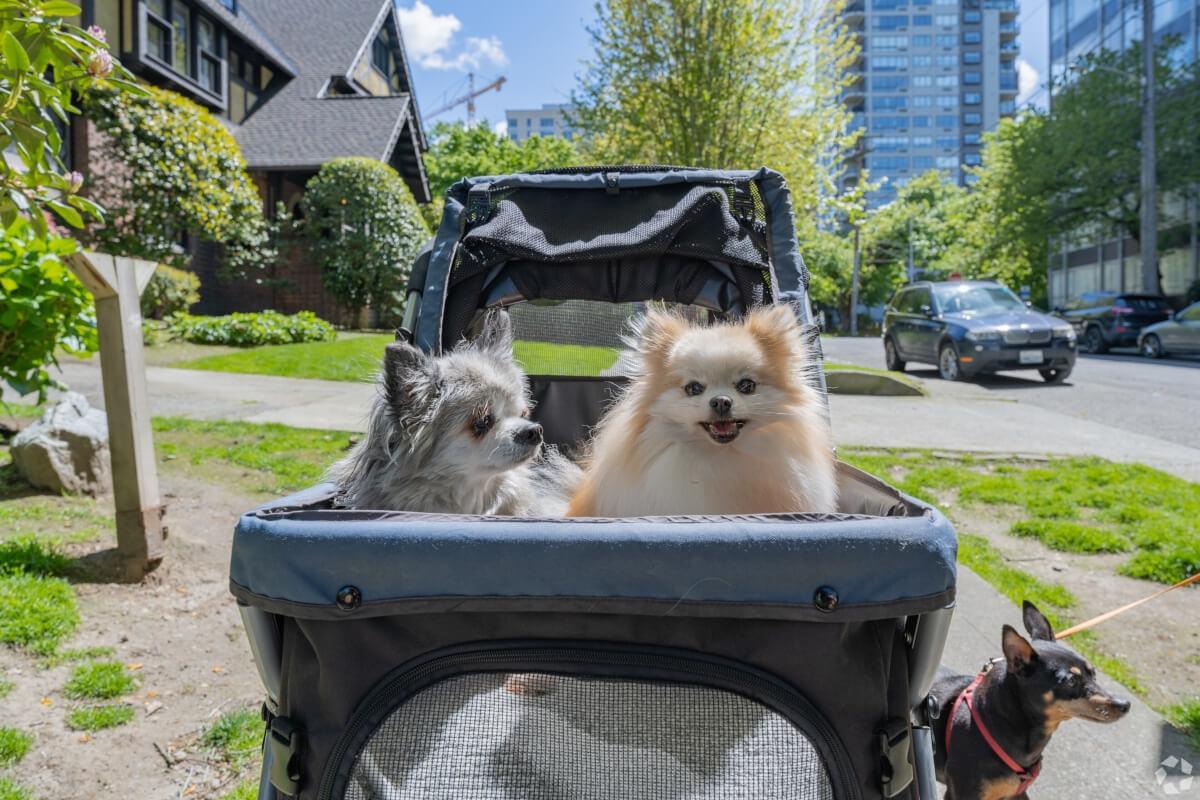 Dogs are everywhere in First Hill, from in strollers to at outdoor tables.