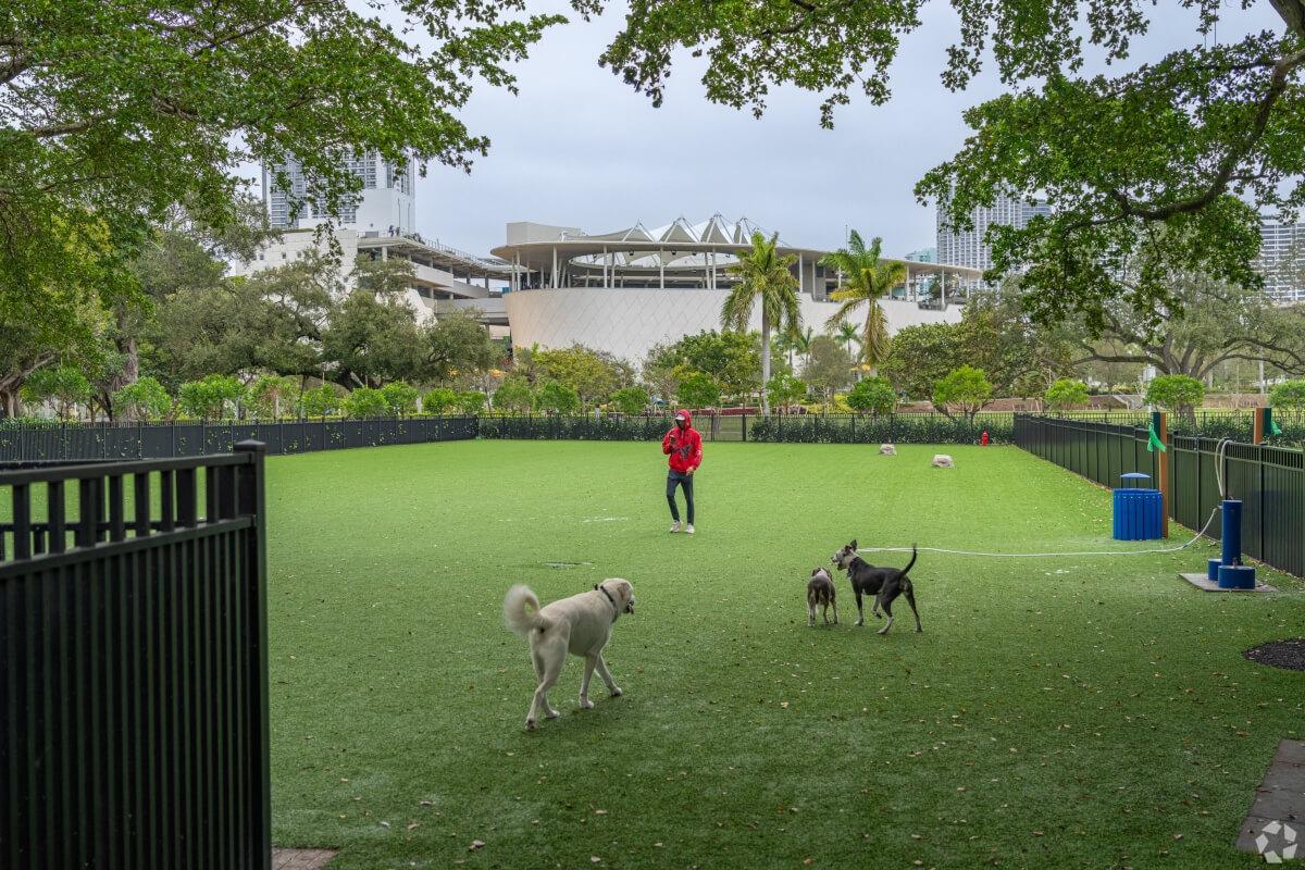 Dogs run free in a dog park.