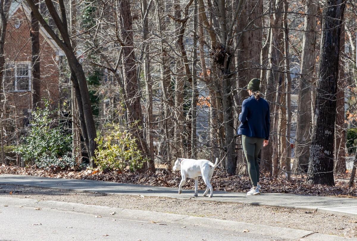 Person walking their dog on a sidewalk next to a road.