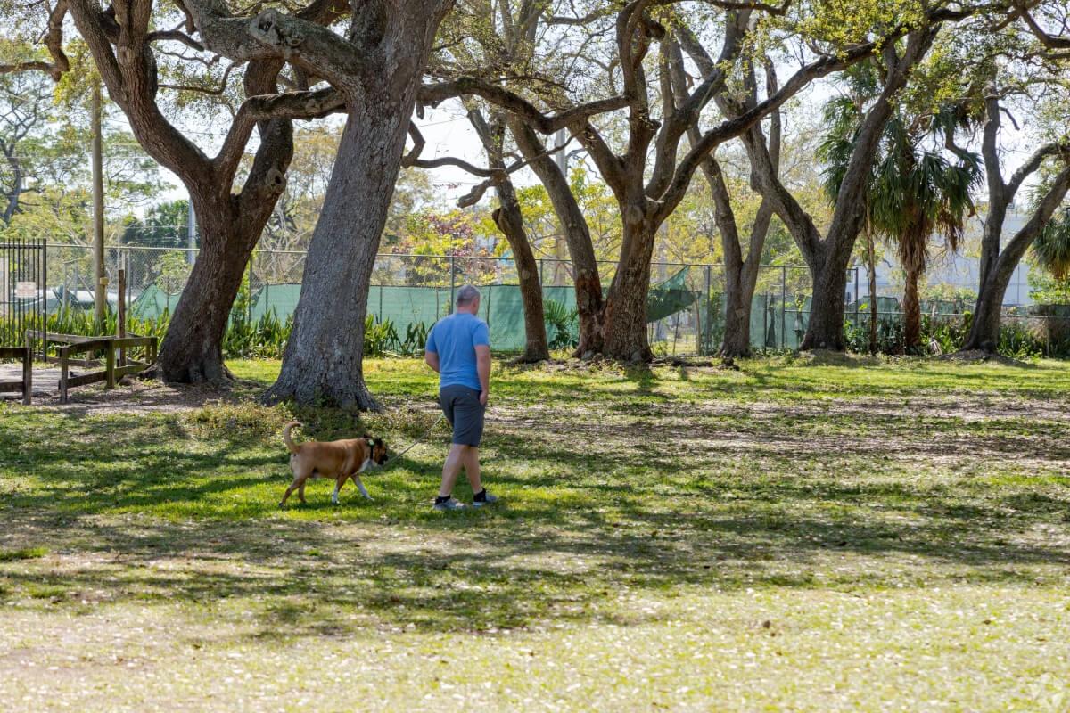 Guy walks his dog under trees in a park.