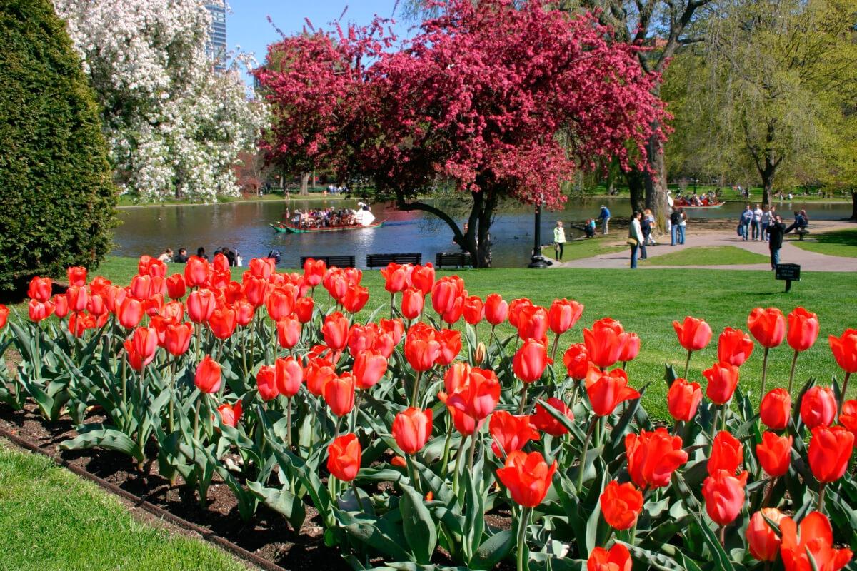 Flowers and a pond in Boston Common