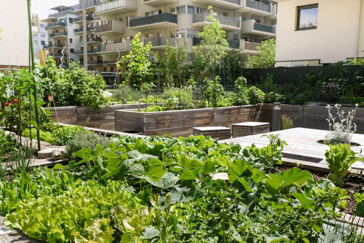 A community garden with lush, green plants
