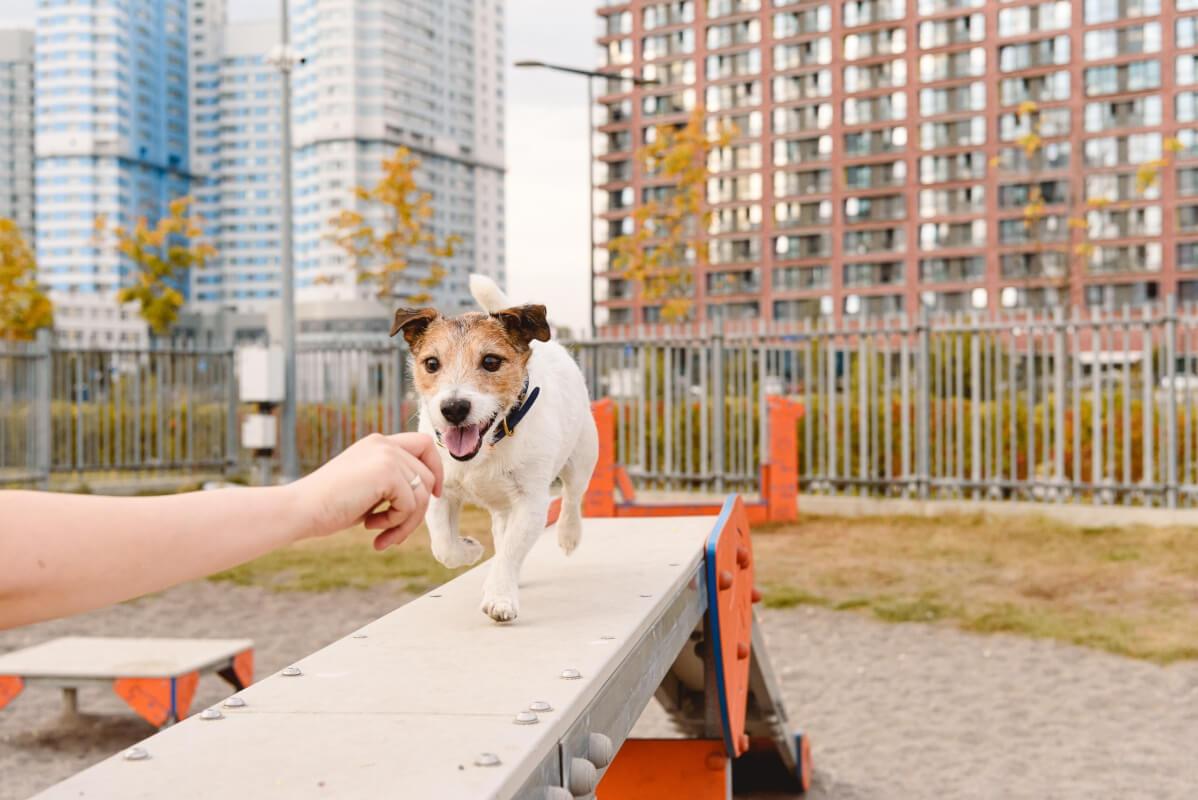 A small dog running an obstacle course