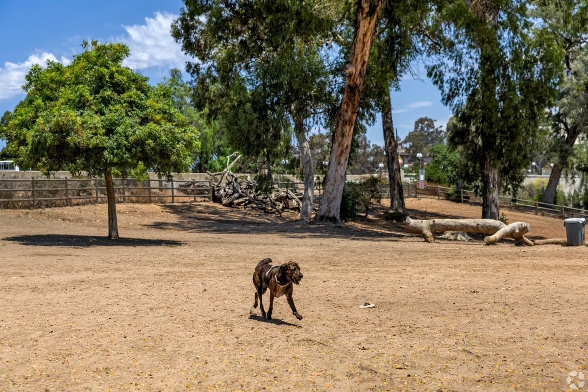 Dog running through the off-leash area in Balboa Park, surrounded by shaded trees.