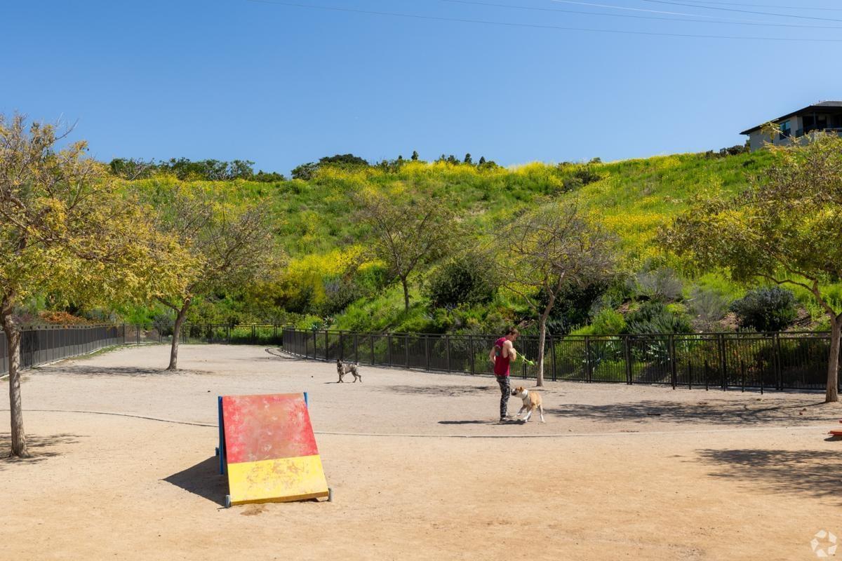 Pet owner engaging in play with dogs at Mission Valley dog park, near colorful hillside.