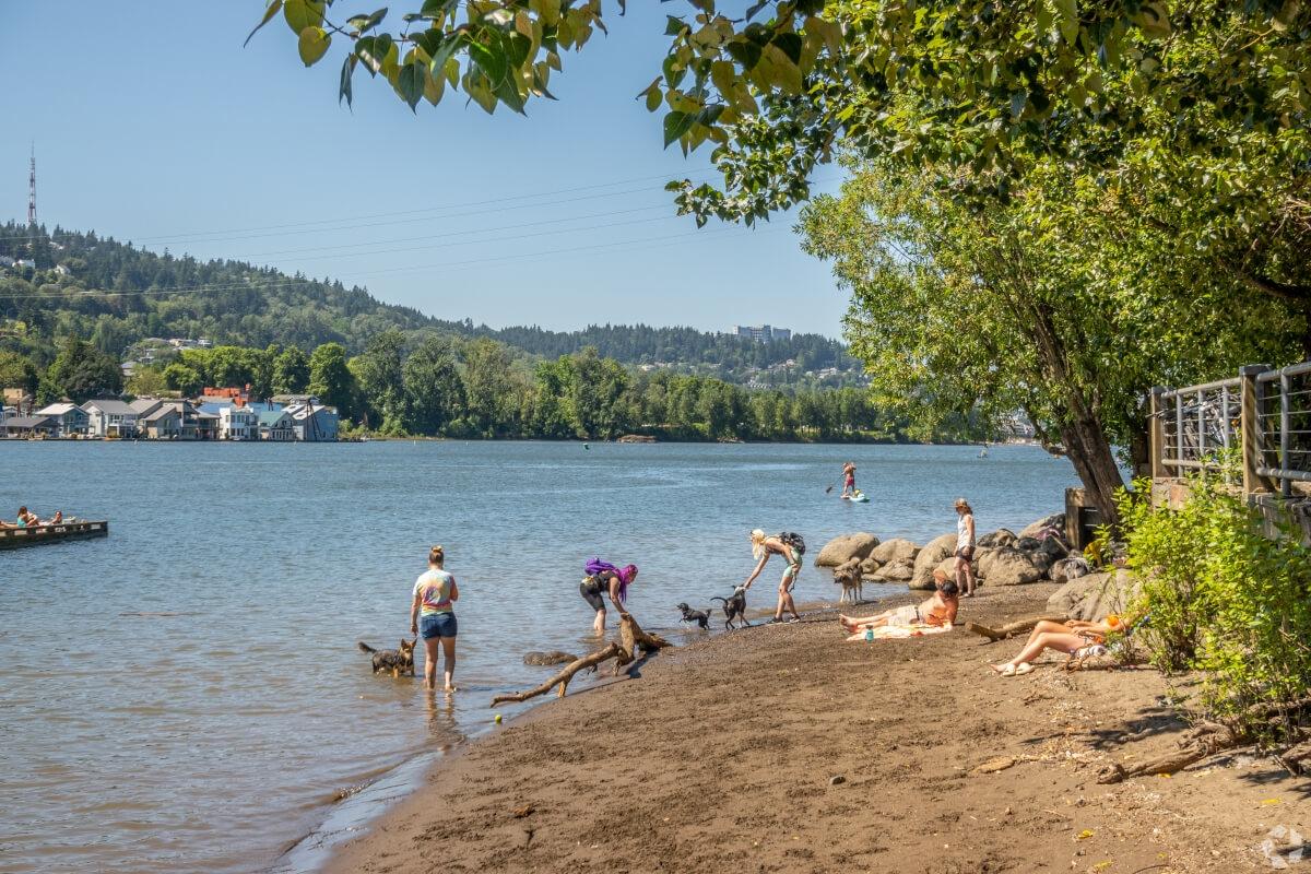 Dogs and humans enjoy the river at Sellwood Riverfront Park.