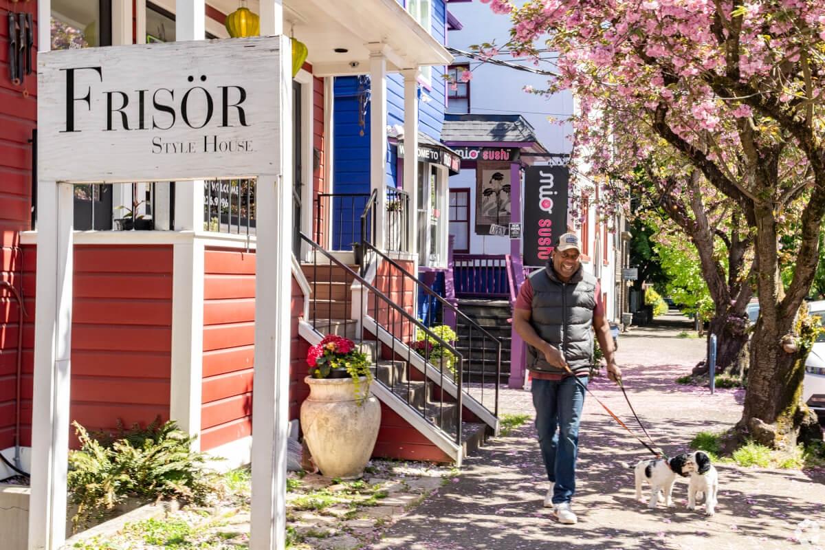 Man walking two dogs in Uptown Portland under cherry blossoms.
