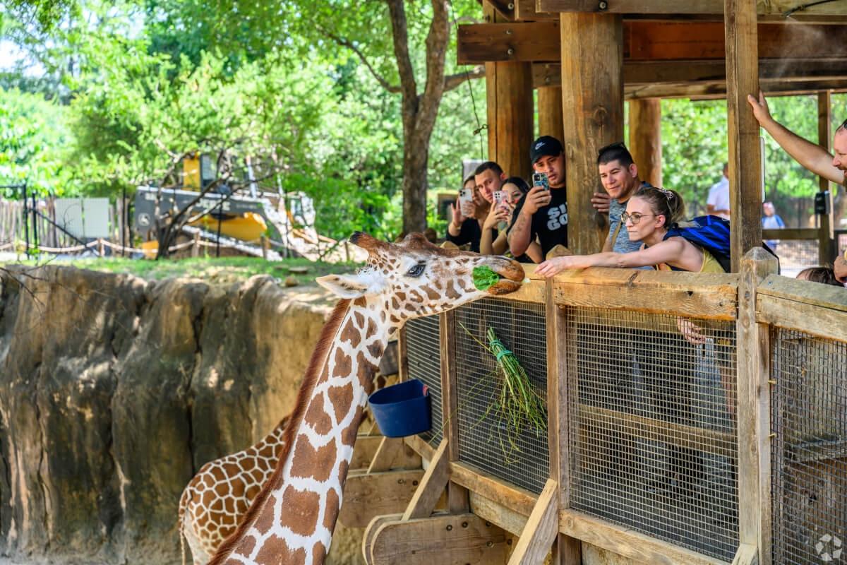 Woman feeding a giraffe at the Dallas Zoo.