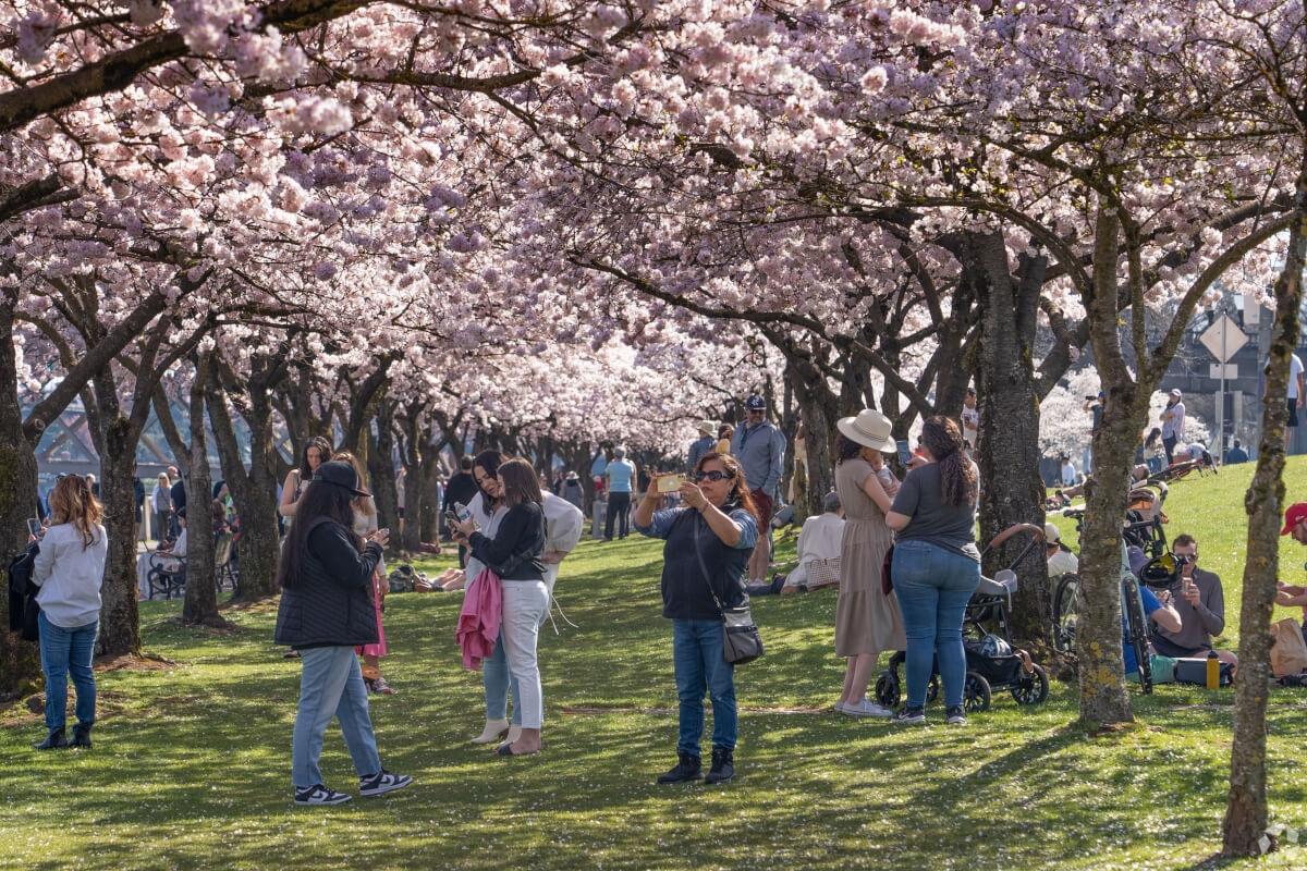 People taking photos of and with the cherry blossom trees.