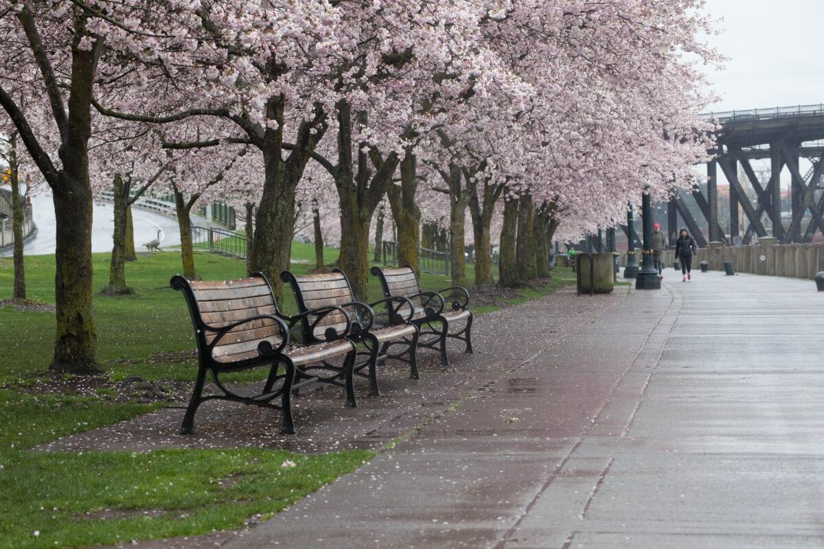 Cherry blossoms in the rain at the riverfront park.