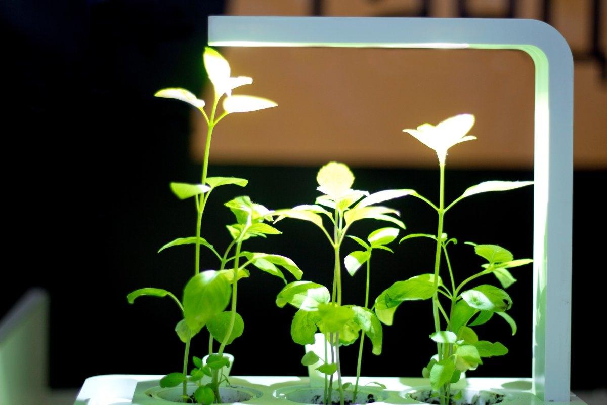 Plants with a light fixture hanging overhead