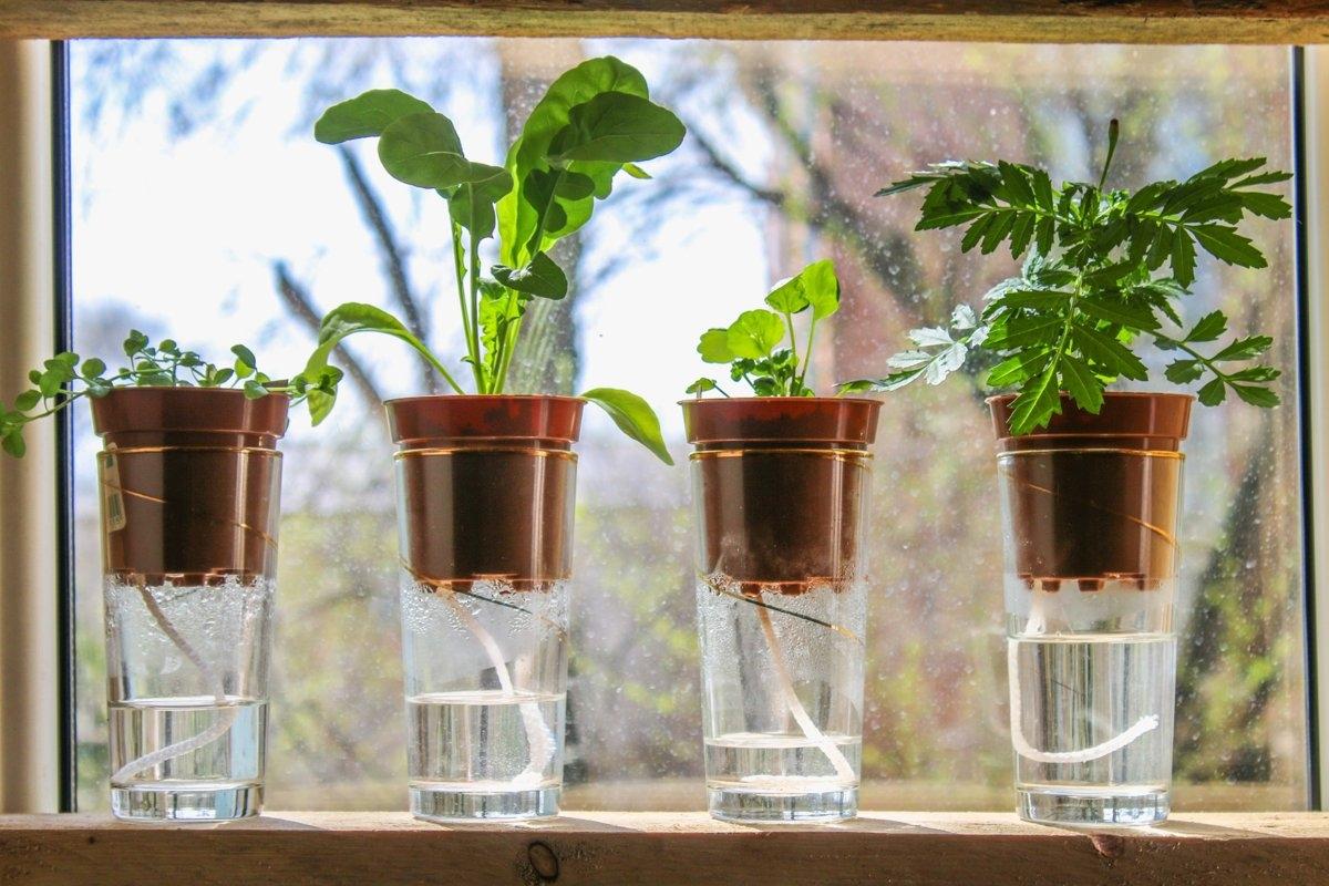 Four houseplants on a window sill with containers of water underneath