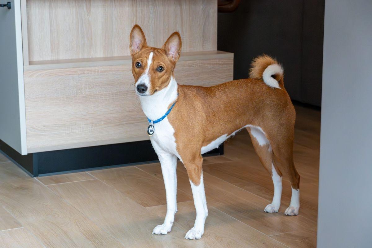 A cute basenji standing near the doorway.