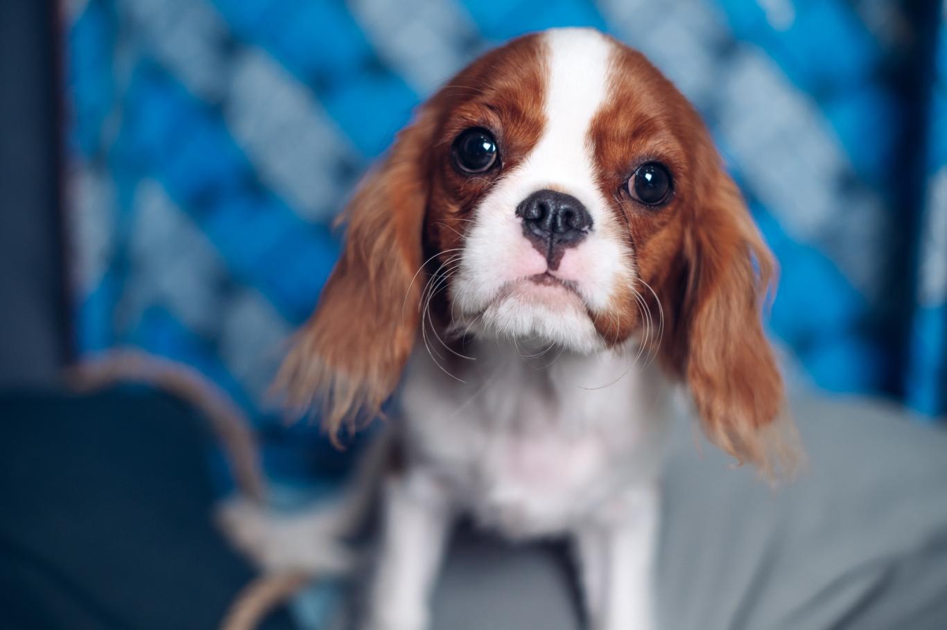 An adorable cavalier king Charles spaniel against a blue background.