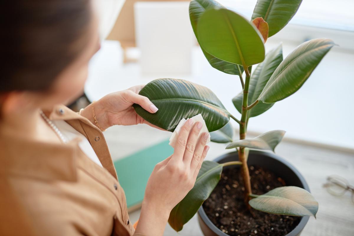 Renter cleans potted plant.