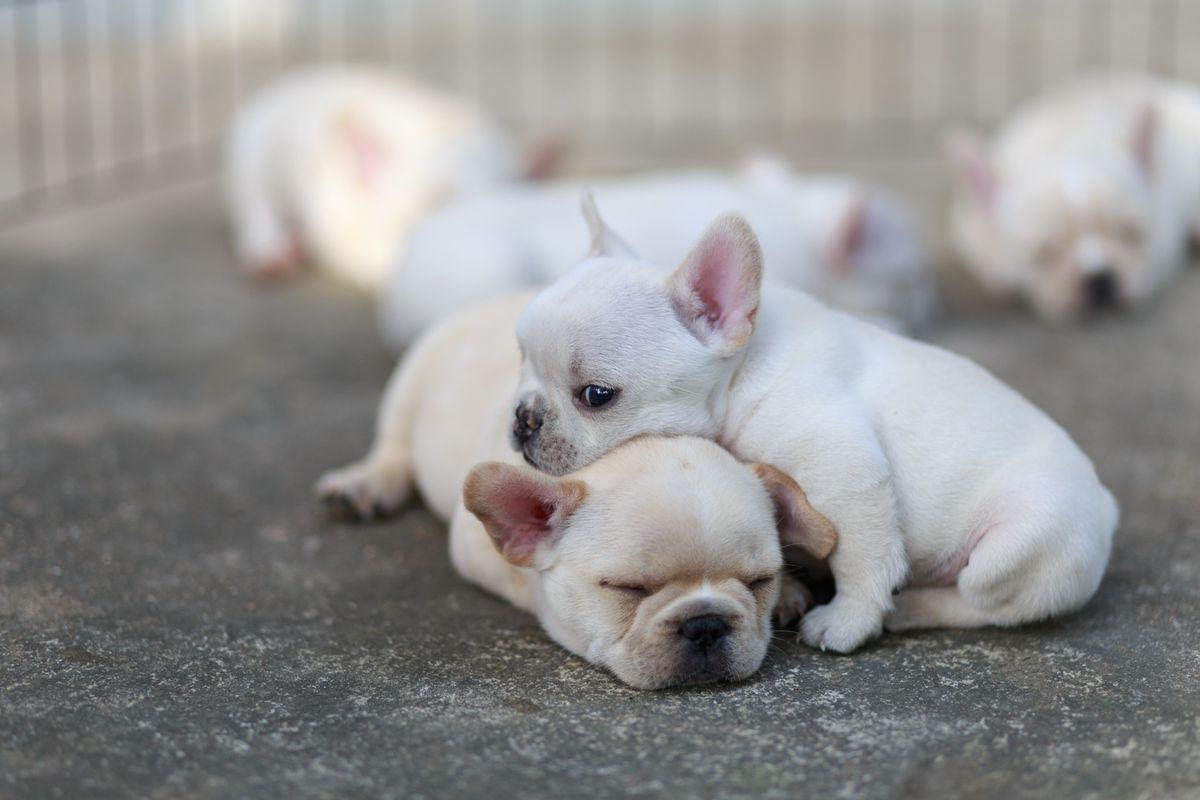 An adorable French bulldog puppy with his head resting on another puppy.