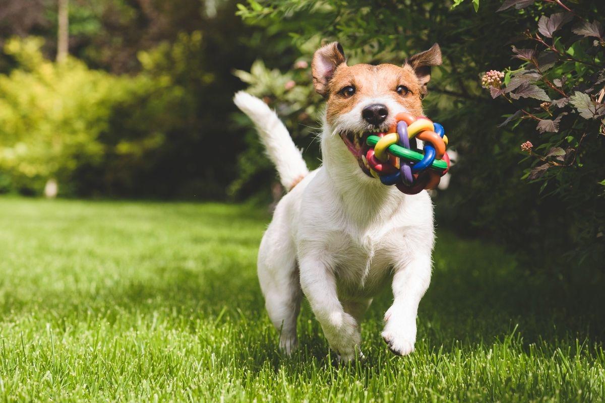 A Jack Russell Terrier running through the grass with a toy.