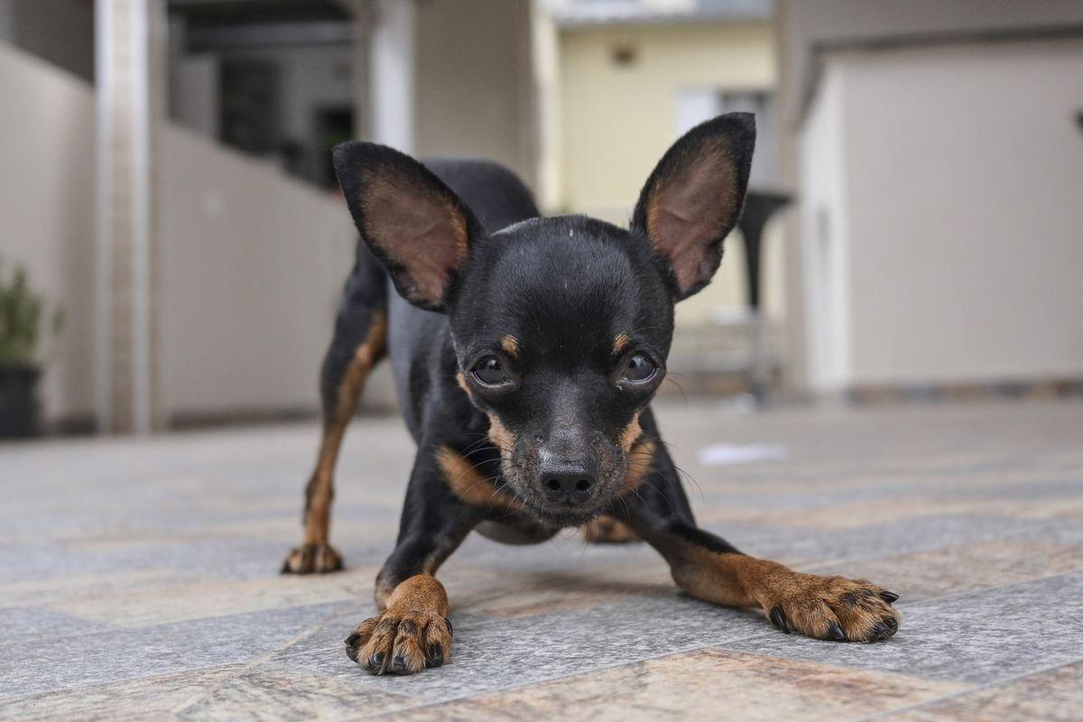 A cute Miniature Pinscher ready to play.