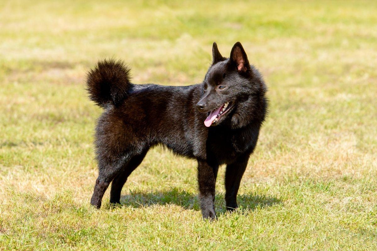 A schipperke standing in the grass.