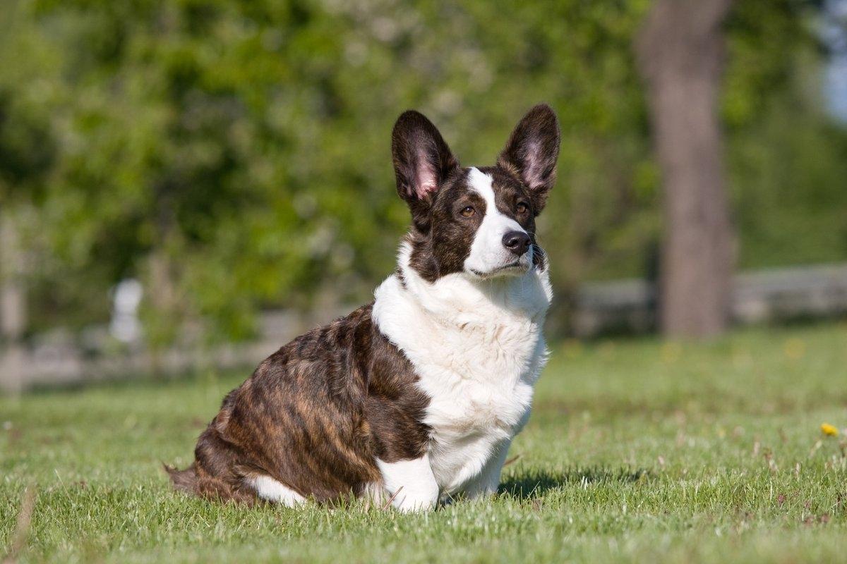 A Cardigan Welsh Corgi sitting in the grass.