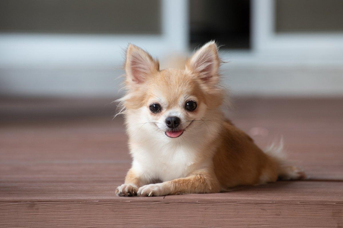 A tan and white Chihuahua sitting on a wood deck.