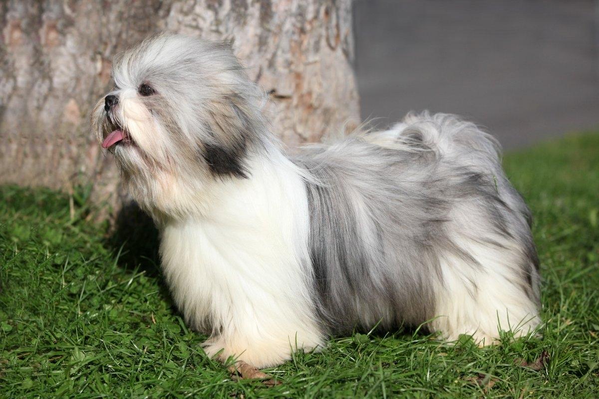 A white and gray Lhasa Apso standing outside.