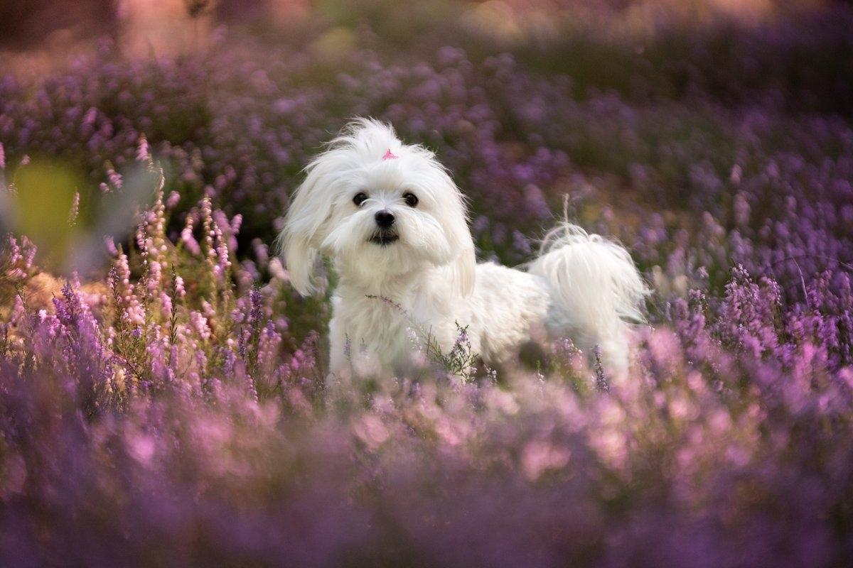 An adorable Maltese standing in a field of purple flowers.