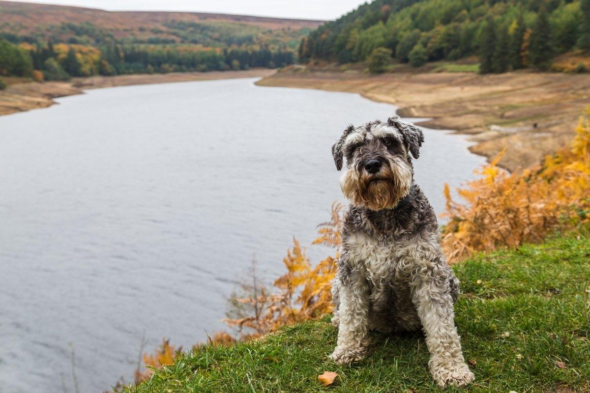 A miniature schnauzer sits by a pond.