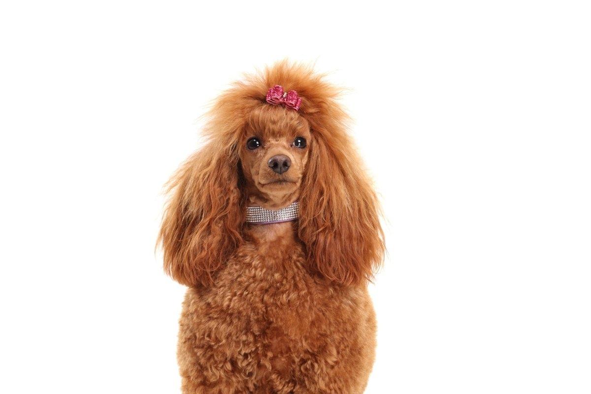 A tan poodle wearing a diamond collar and a pink hair bow.