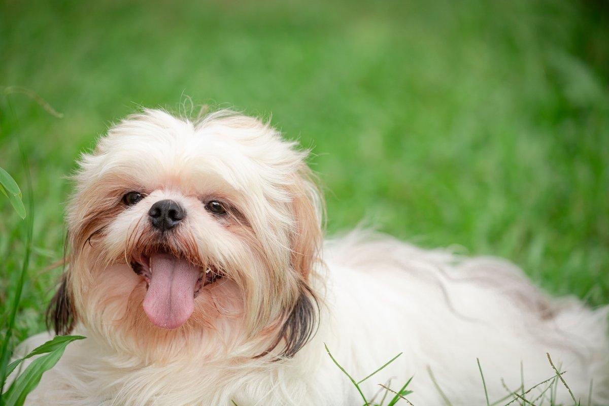 A happy shih tzu sitting in the grass.