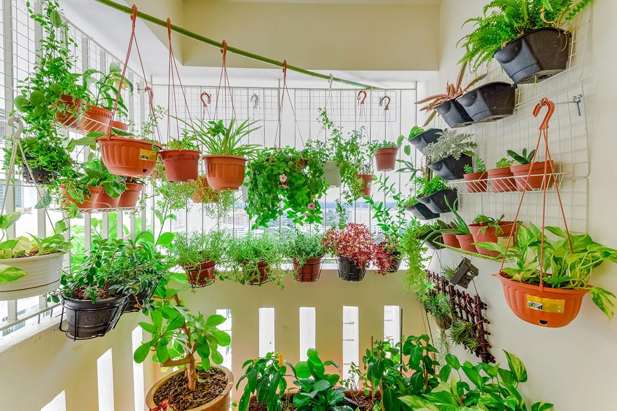 Garden balcony with plants hanging from poles and along the wall.
