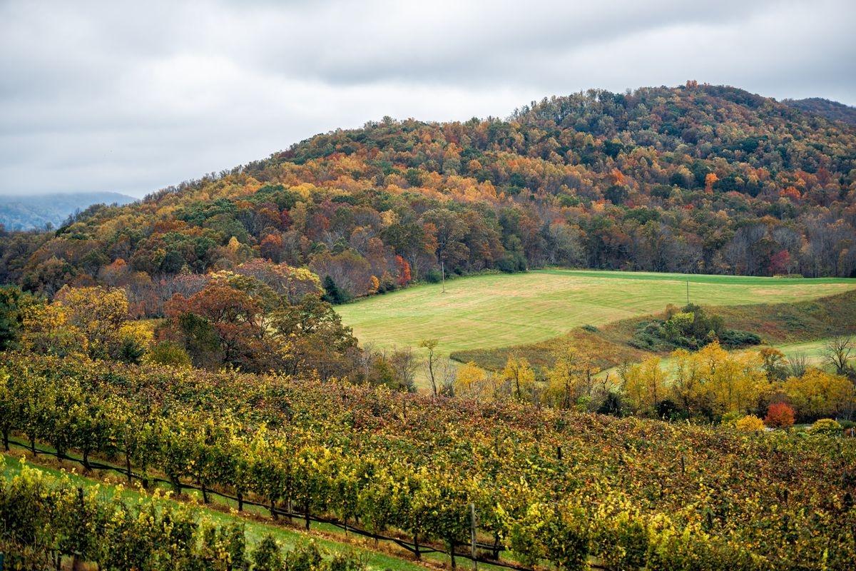 Tree-covered mountain range in Charlottesville, VA