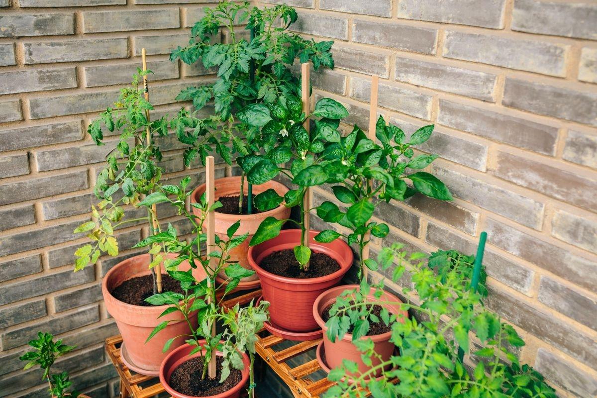 An arrangement of herb plants on a patio